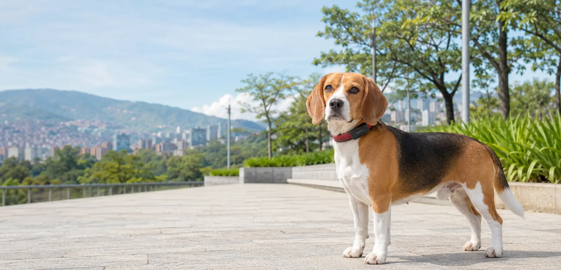 Beagle wearing a compact FiruApp GPS tracker