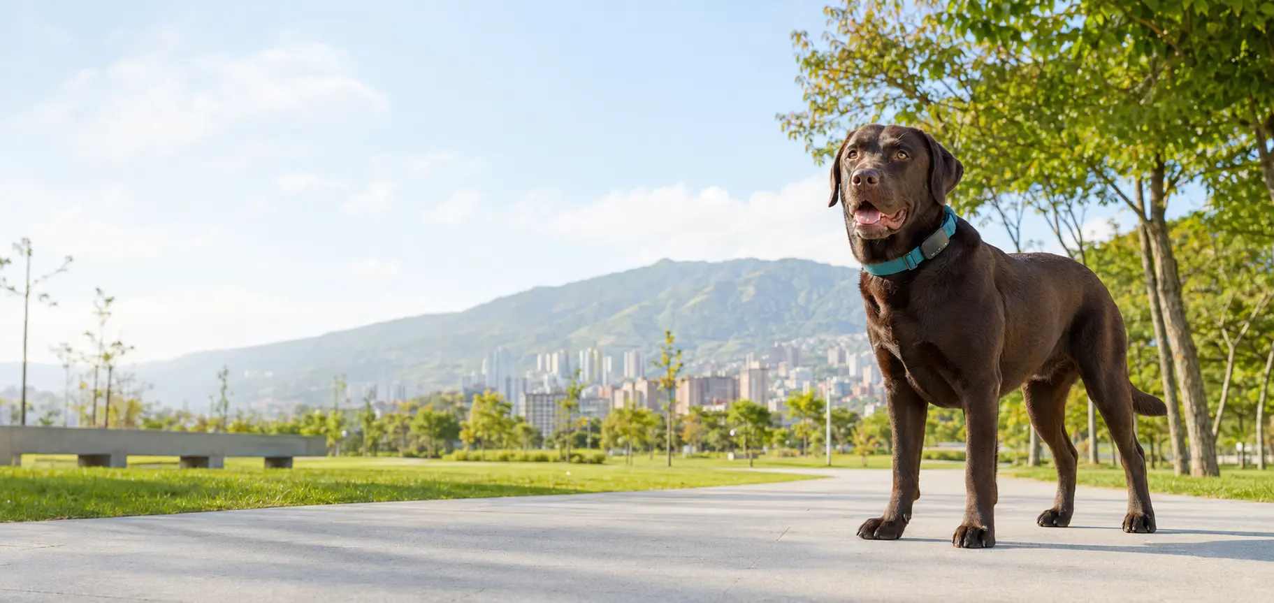 Chocolate Labrador wearing a compact FiruApp GPS tracker